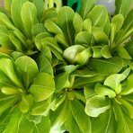 Havajská palma (Brighamia insignis) - výška 20-30 cm, kont. C1L